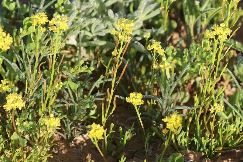 Arabidella nasturtium photo 4