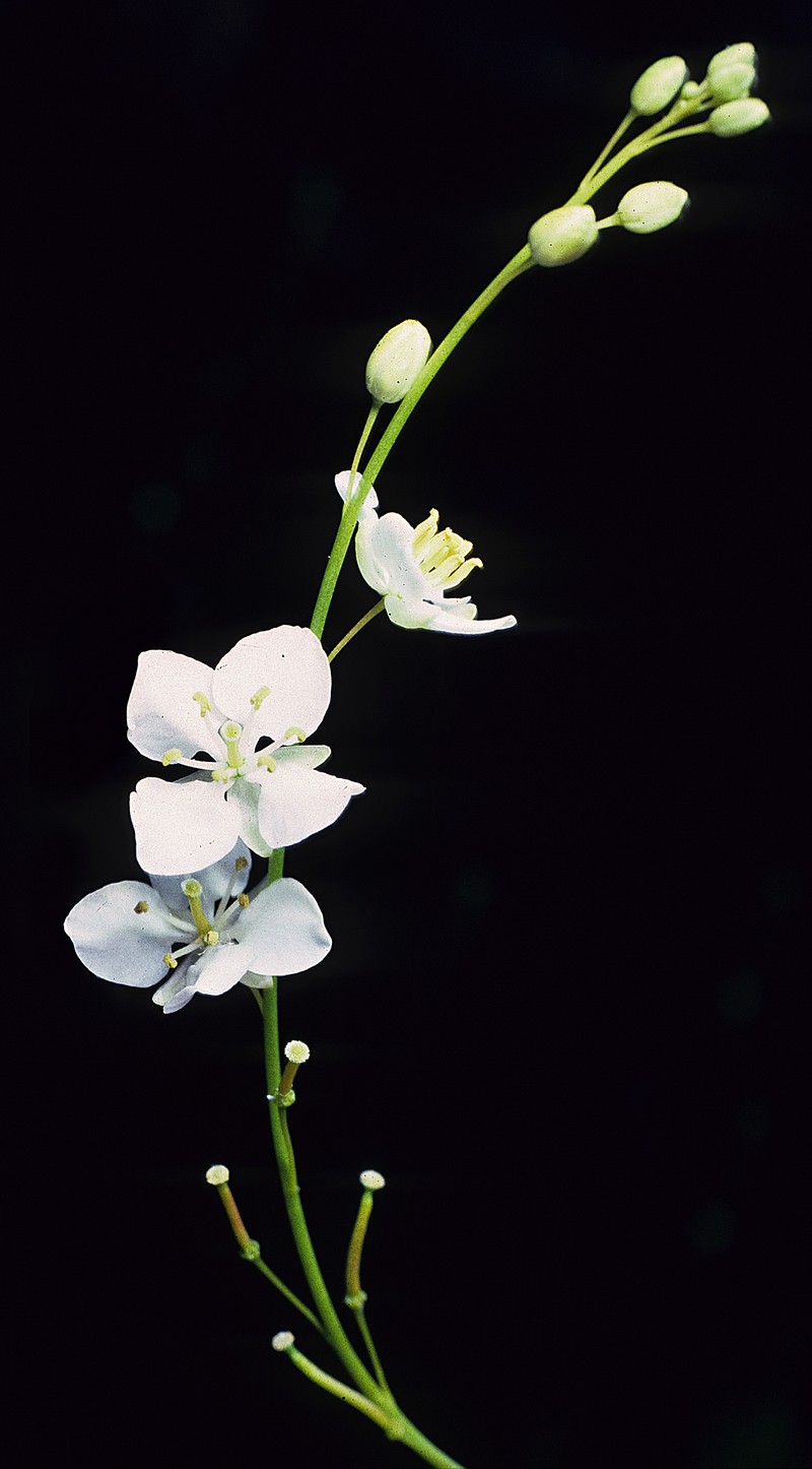 Arabidella trisecta