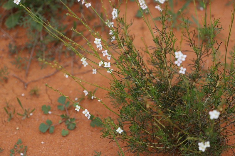 Arabidella trisecta photo 2