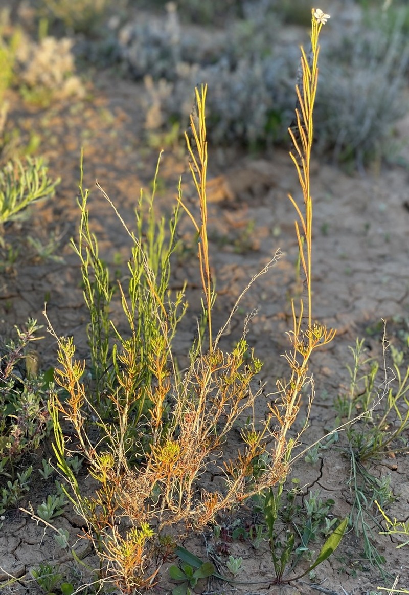 Arabidella trisecta photo 3