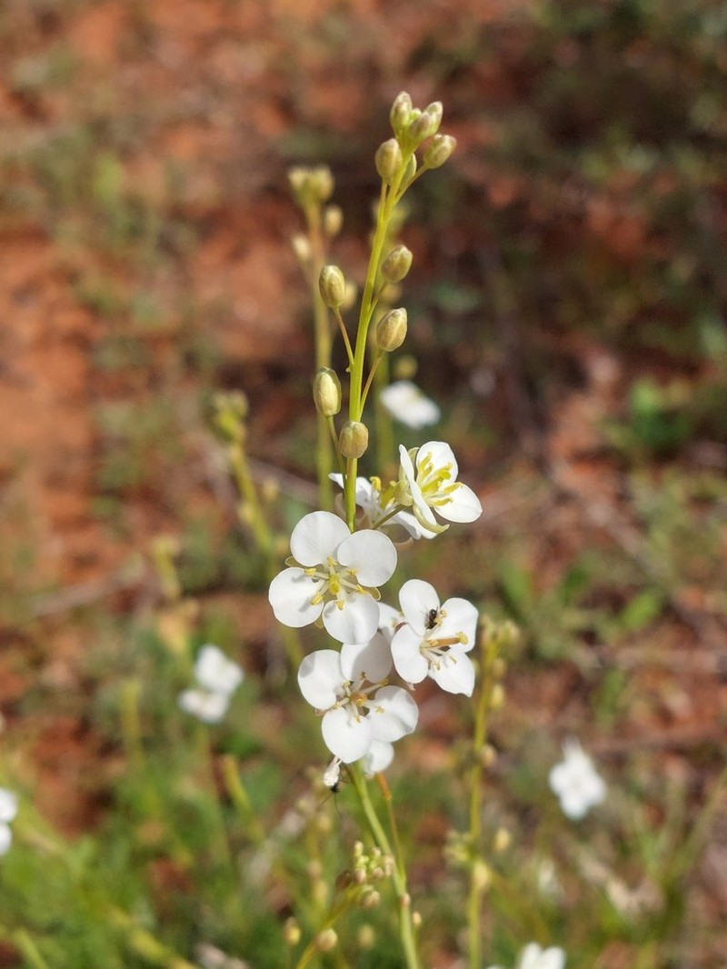 Arabidella trisecta photo 5