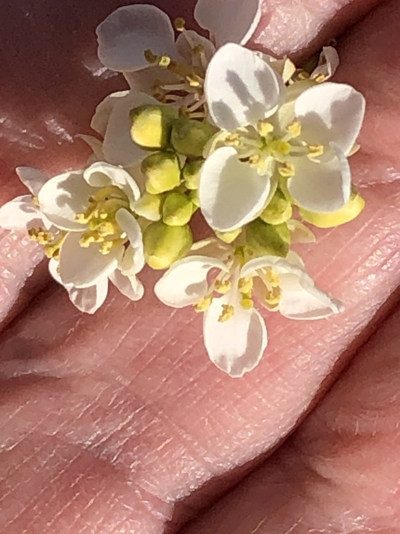 Arabidella trisecta photo 6