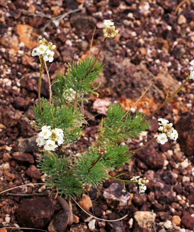 Arabidella trisecta photo 7