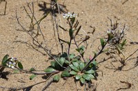 Rockcress