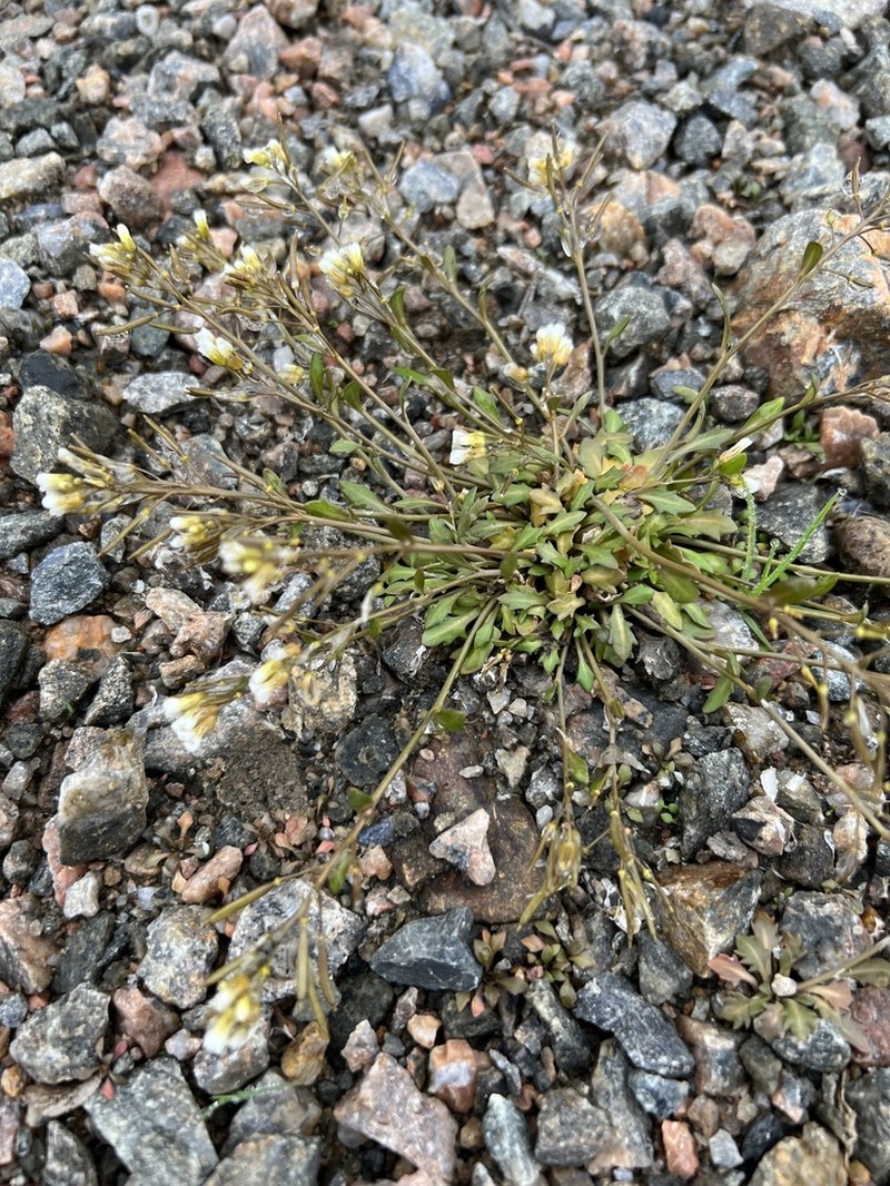 Rockcress photo 2