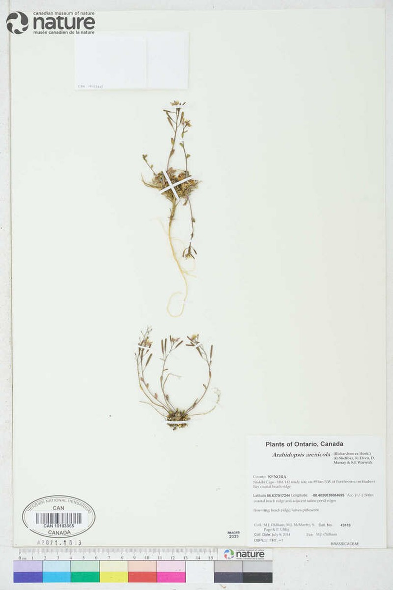 Rockcress photo 3