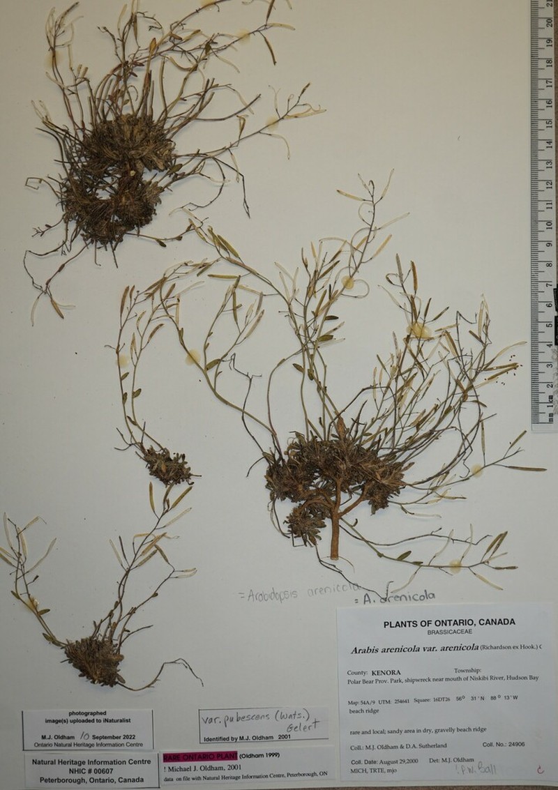 Rockcress photo 4
