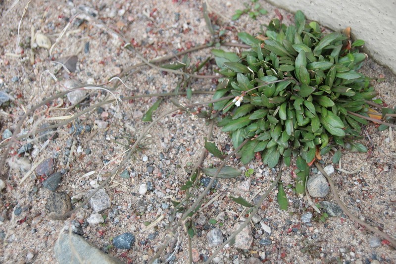 Rockcress photo 5
