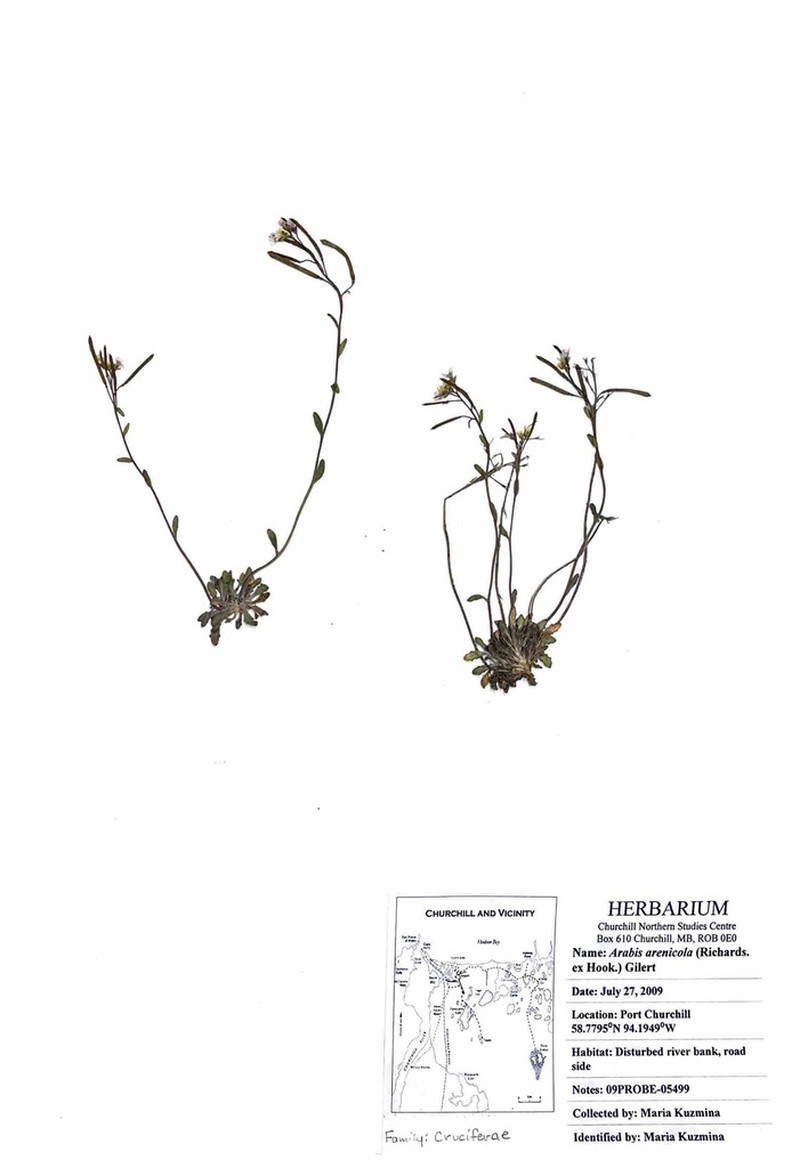 Rockcress photo 6