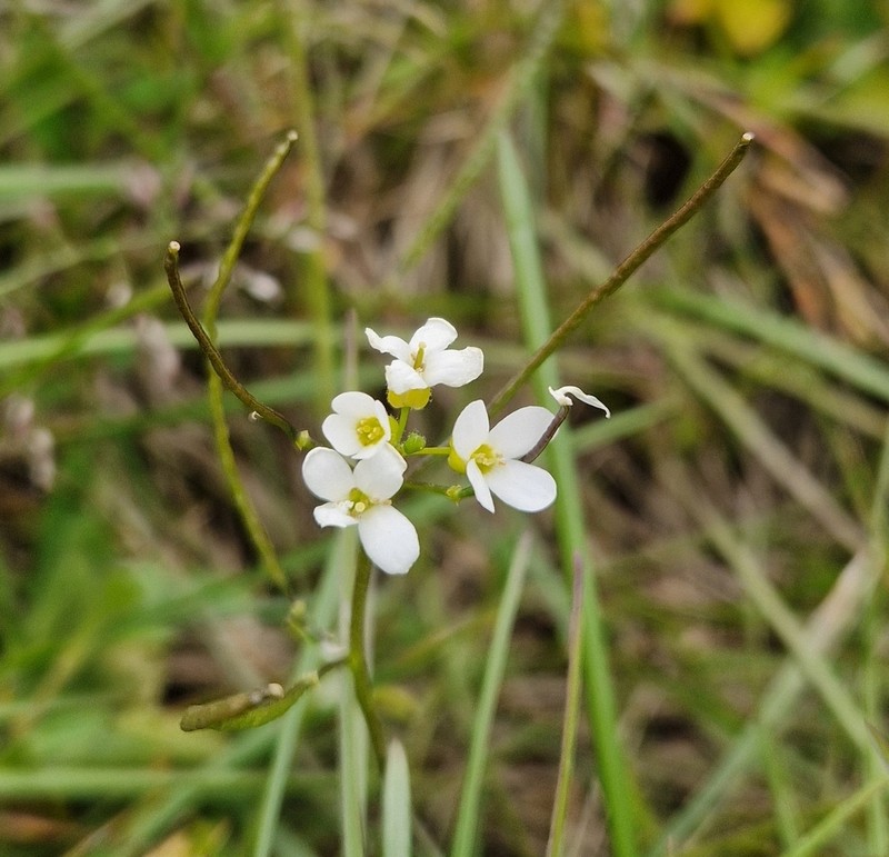 Rockcress photo 7