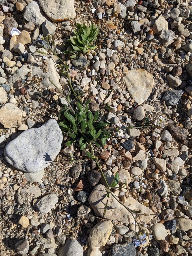 Rockcress photo 8