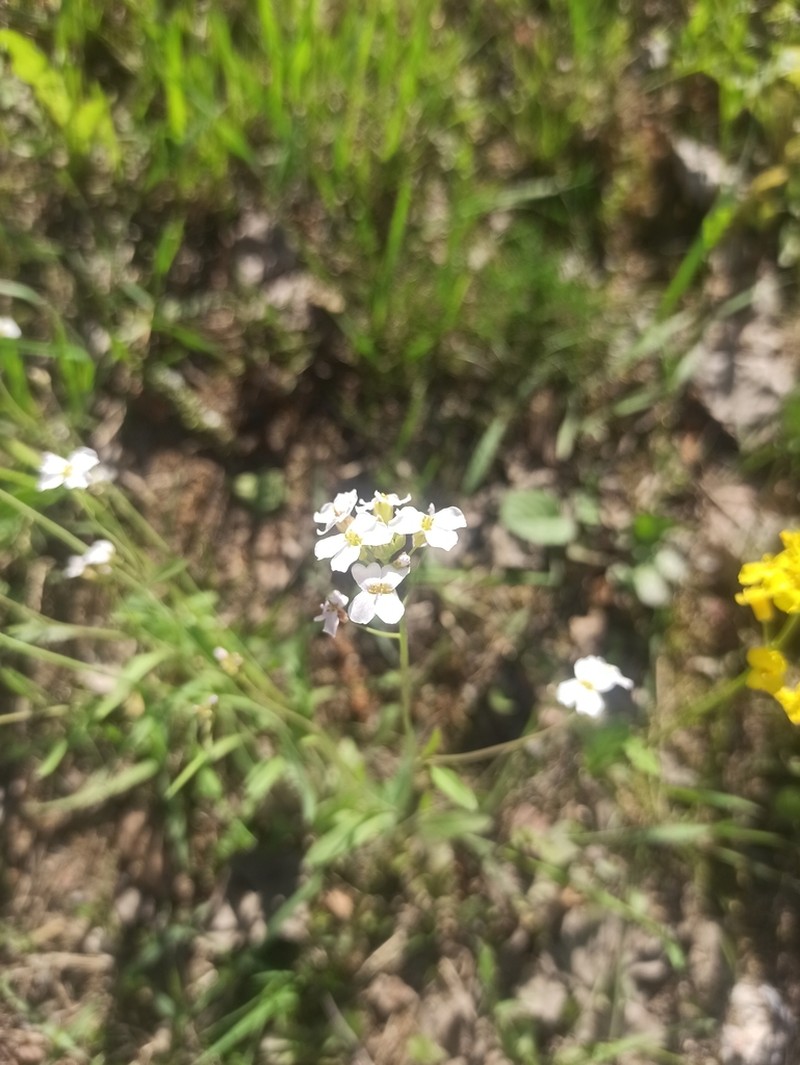 Rockcress