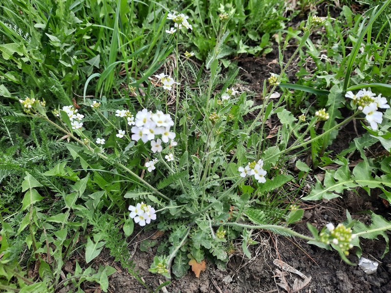 Rockcress photo 2
