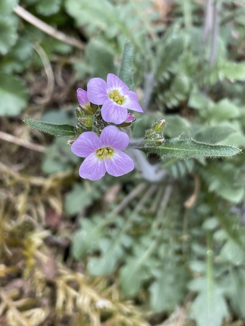Rockcress photo 3