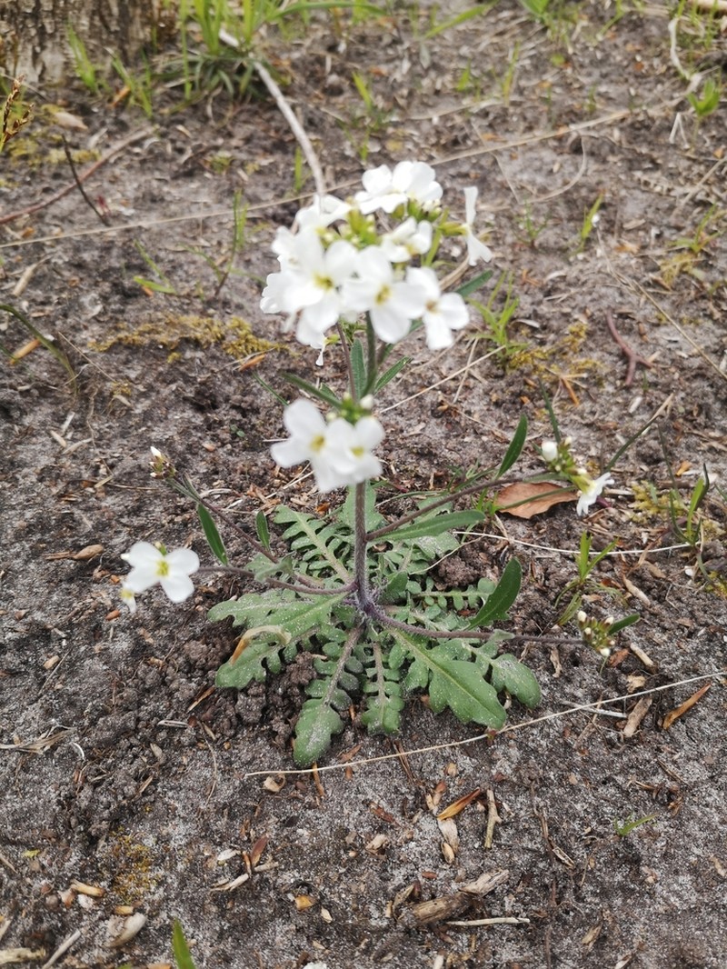 Rockcress photo 4
