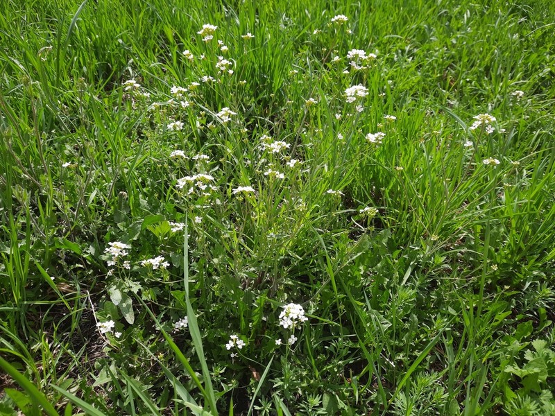 Rockcress photo 5