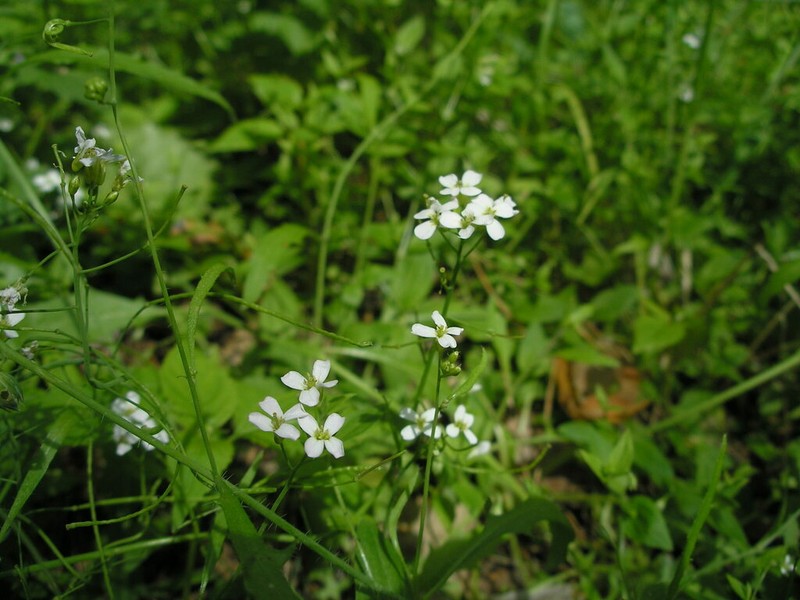 Rockcress photo 6