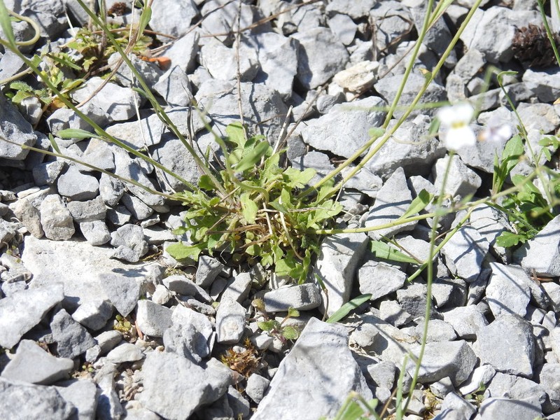 Rockcress photo 7