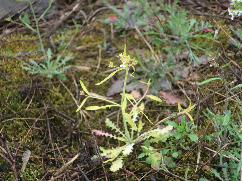 Rockcress photo 8