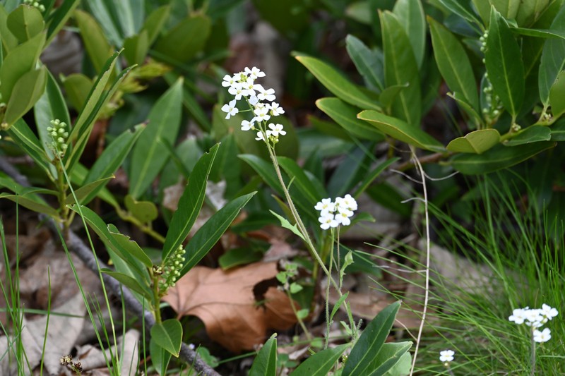 Arabidopsis arenosa subsp. arenosa