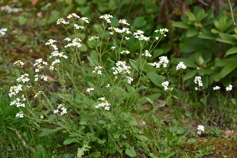 Arabidopsis arenosa subsp. arenosa photo 2