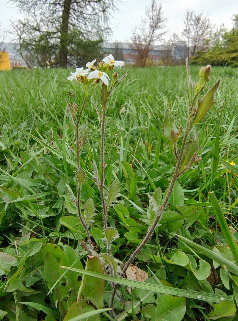 Arabidopsis arenosa subsp. arenosa photo 3