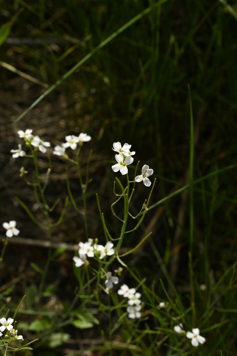 Arabidopsis arenosa subsp. arenosa photo 4