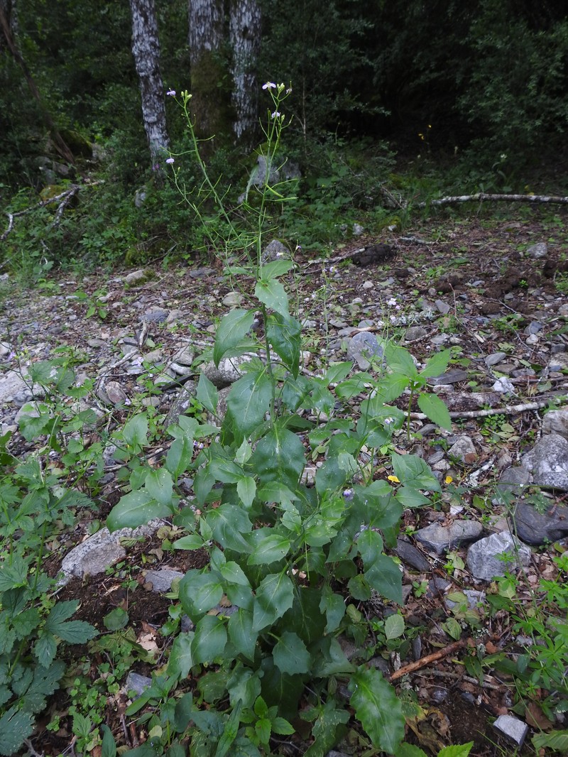 Arabidopsis cebennensis
