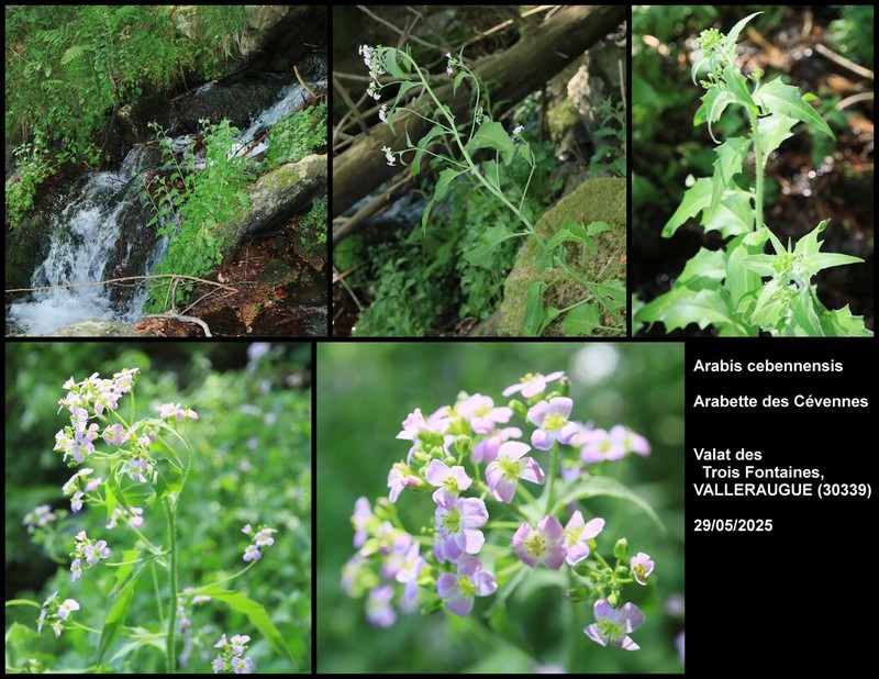 Arabidopsis cebennensis photo 2