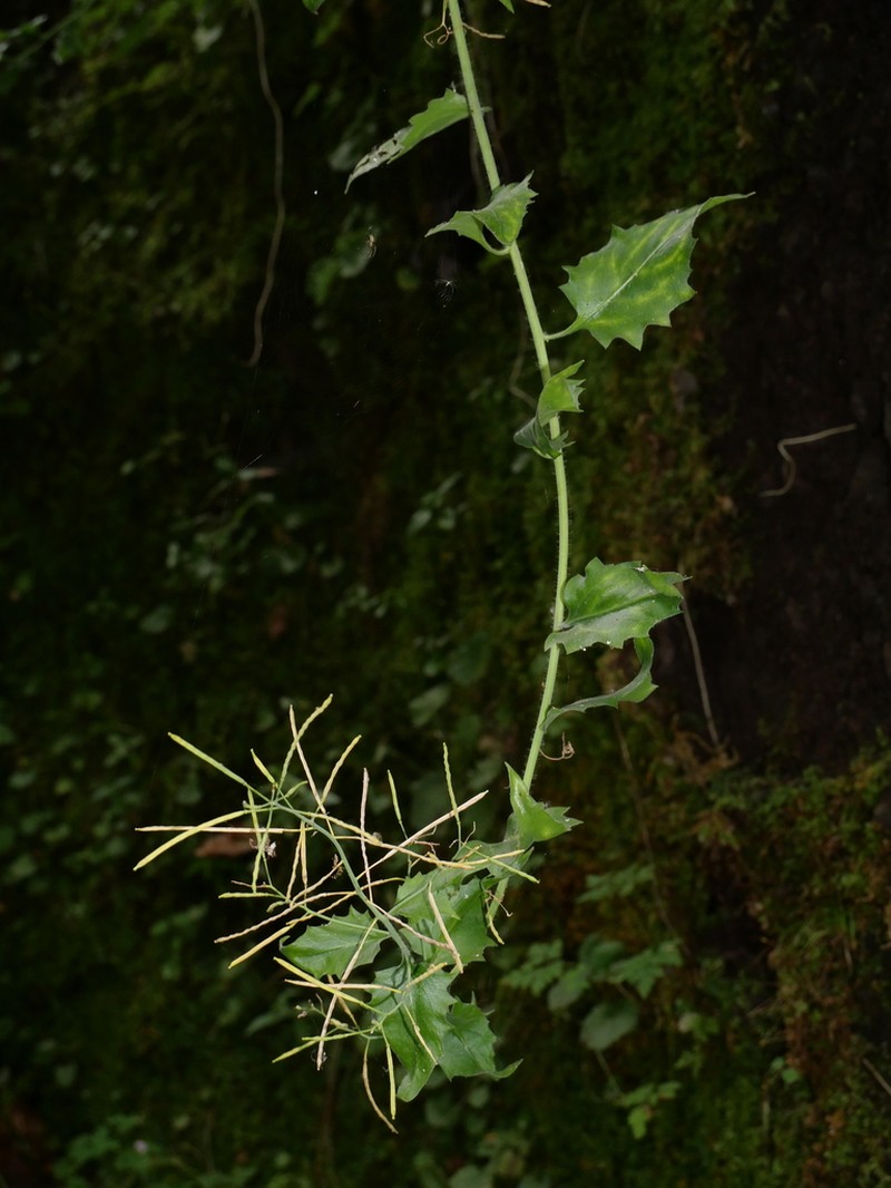 Arabidopsis cebennensis photo 3
