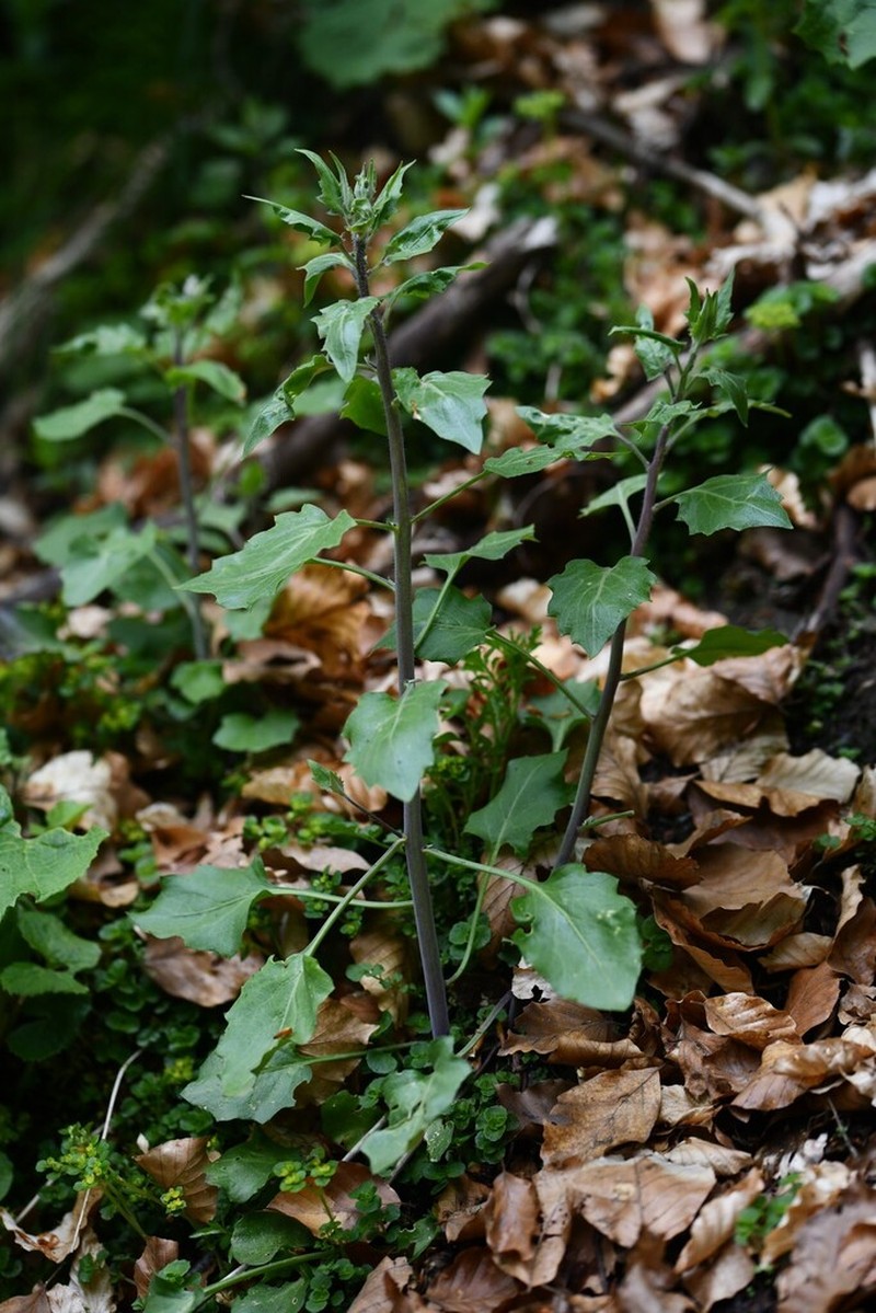 Arabidopsis cebennensis photo 4