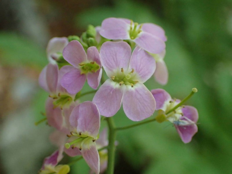 Arabidopsis cebennensis photo 5