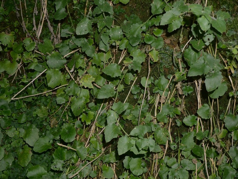 Arabidopsis cebennensis photo 6