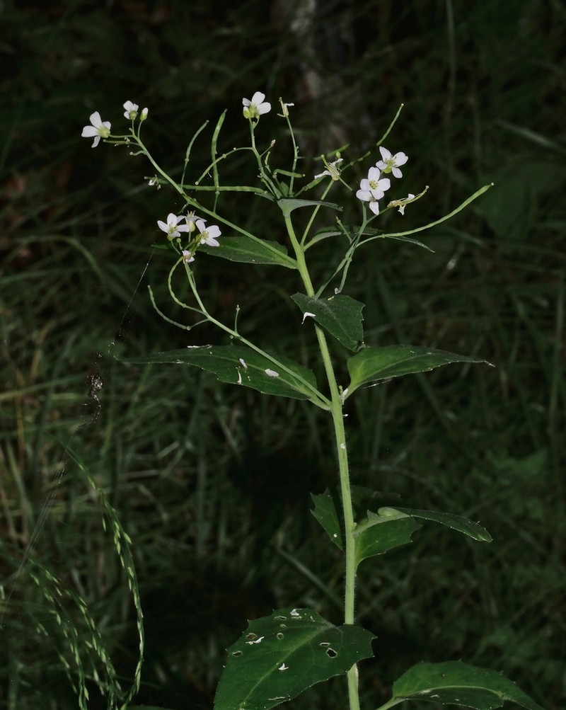 Arabidopsis cebennensis photo 7