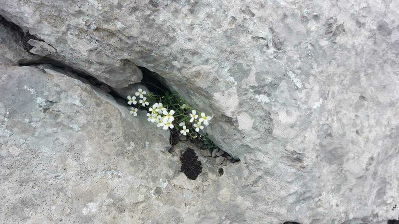 Arabidopsis croatica