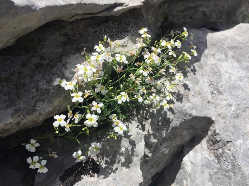 Arabidopsis croatica photo 2