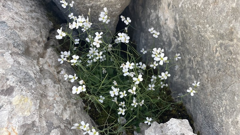 Arabidopsis croatica photo 4