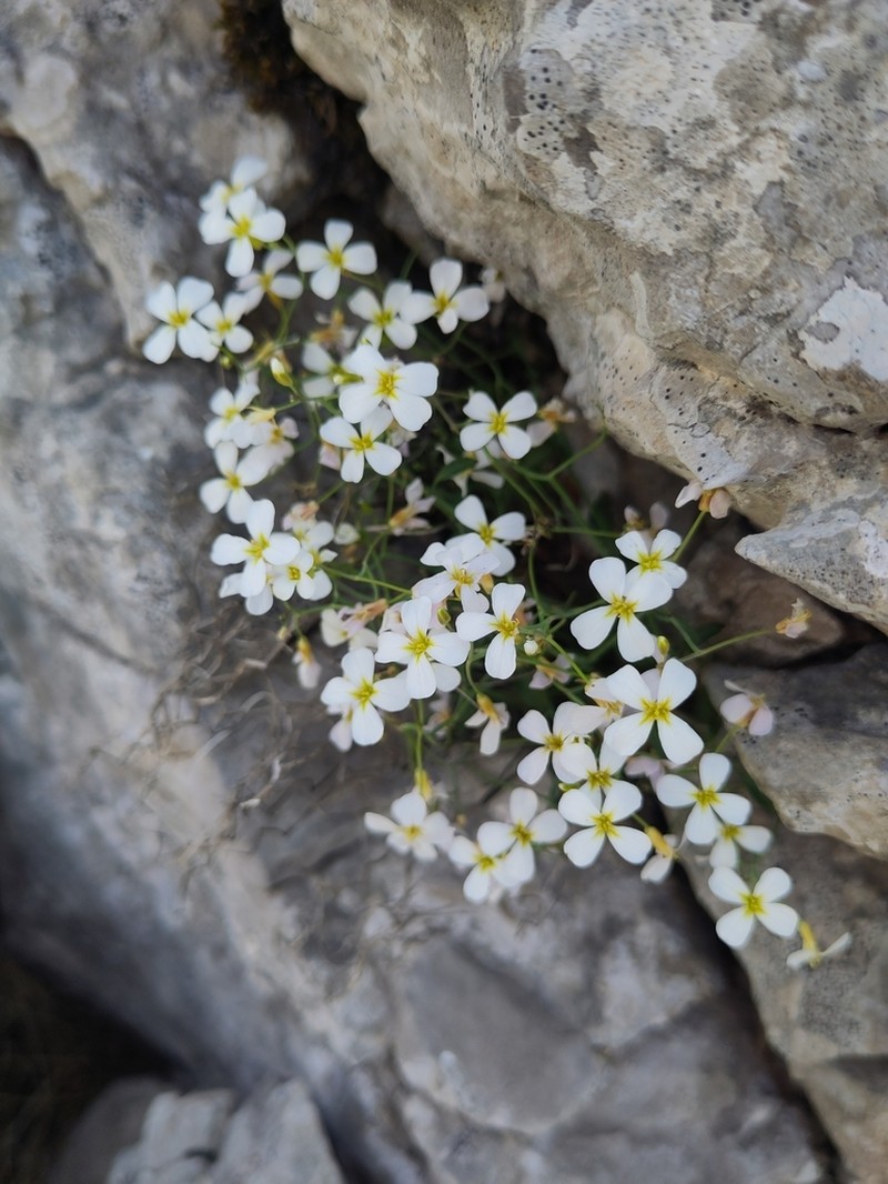Arabidopsis croatica photo 5