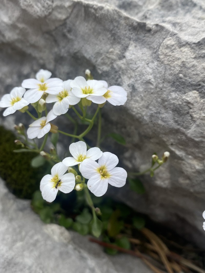 Arabidopsis croatica photo 8
