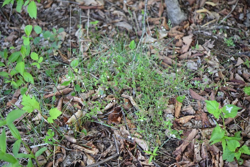 Arabidopsis halleri