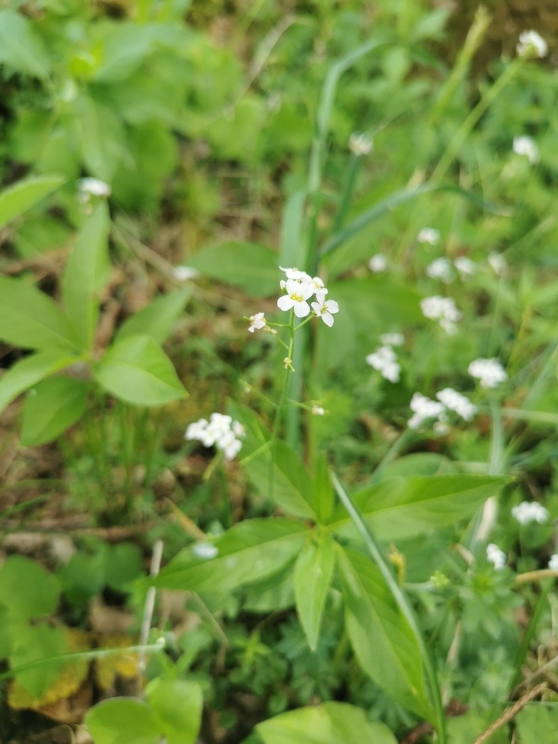 Arabidopsis halleri photo 2
