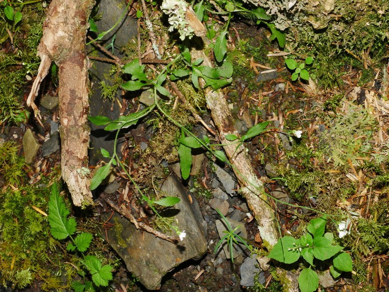 Arabidopsis halleri photo 3