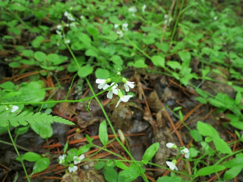 Arabidopsis halleri photo 4
