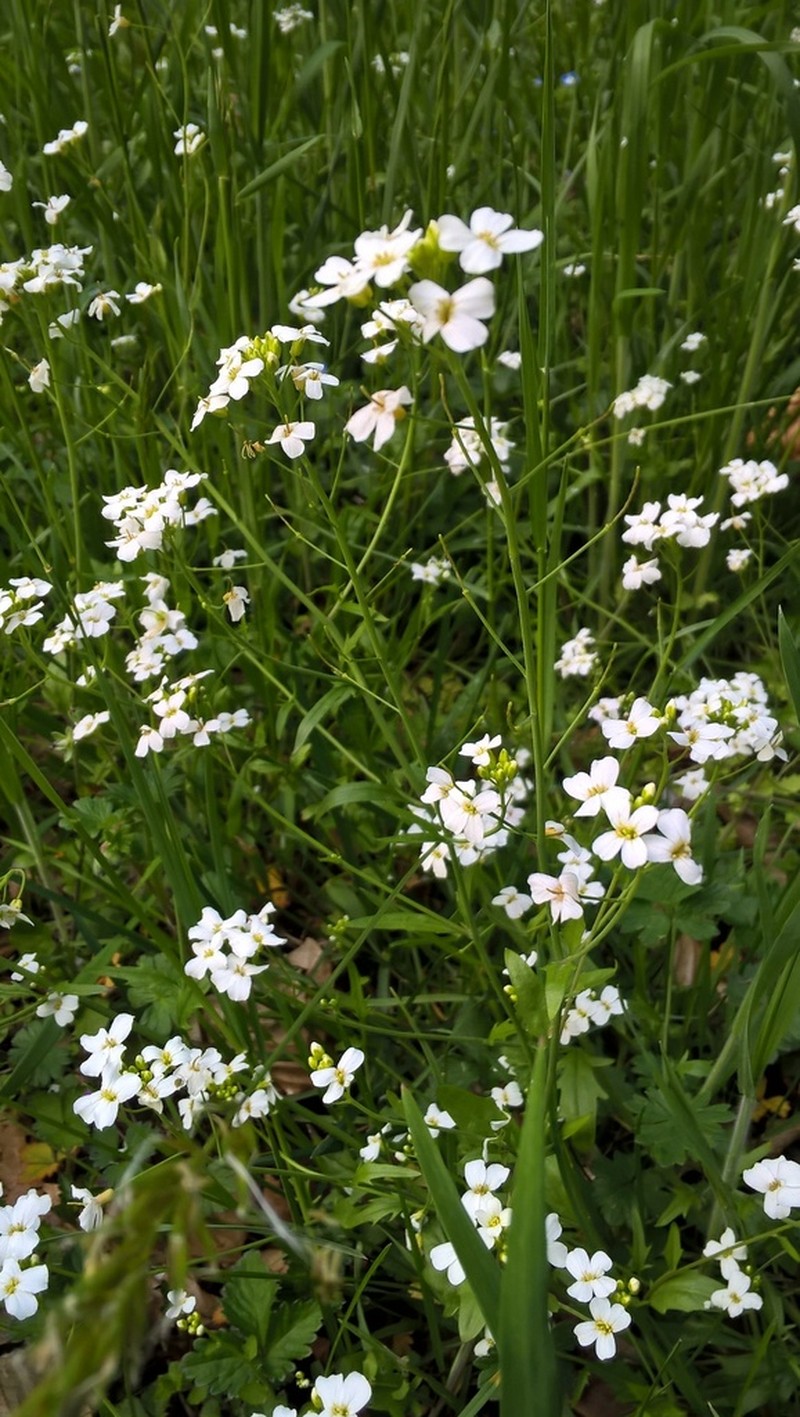 Arabidopsis halleri photo 5
