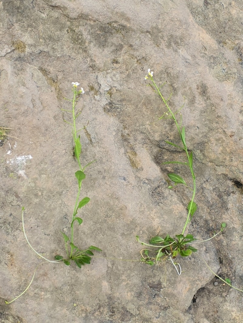Arabidopsis halleri photo 6