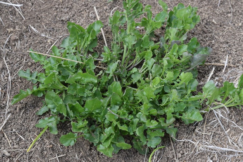 Arabidopsis halleri photo 7