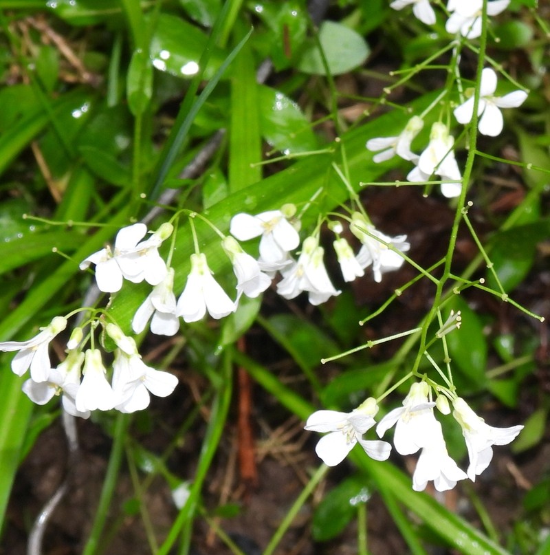 Arabidopsis halleri photo 8