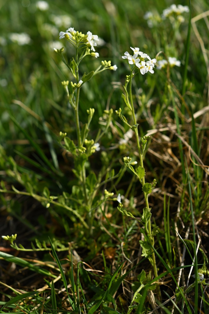 Arabidopsis halleri subsp. halleri