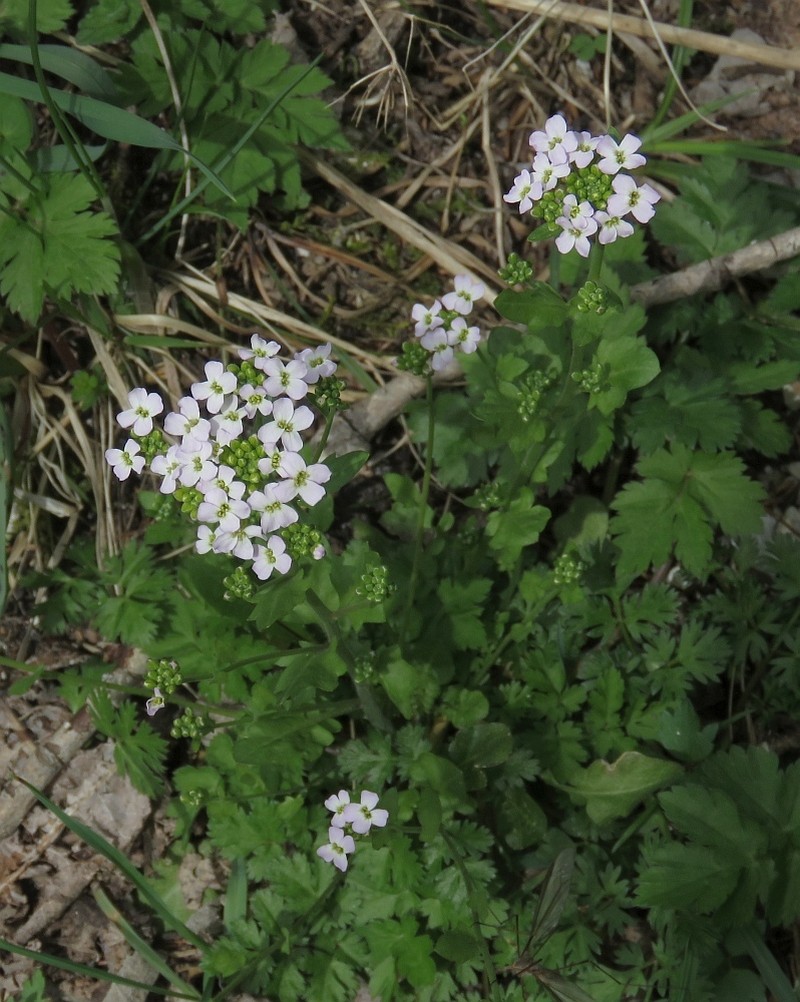 Arabidopsis halleri subsp. halleri photo 2