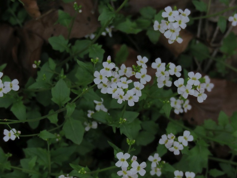 Arabidopsis halleri subsp. halleri photo 3
